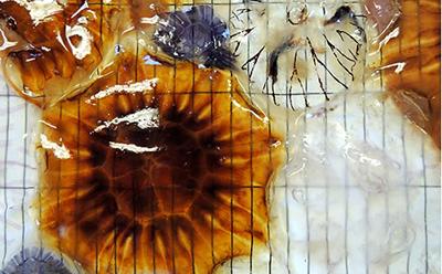 Jellyfish from the North Sea